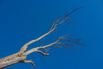 trees died of drought in a dry climate