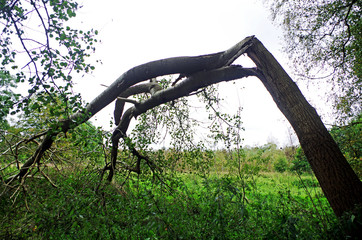 trunk of a dead tree