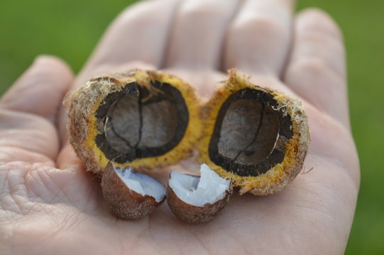Acrocomia aculeata The Fruit of Macauba