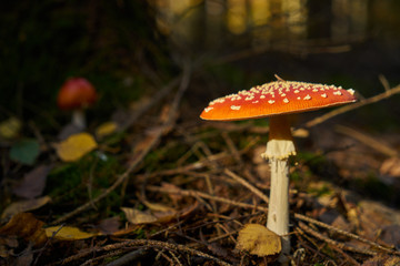 Toadstool in natural light