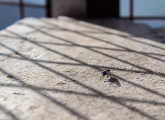 A fly sitting on a concrete bench with bright sun light filtering through the wired fence. Morning motivation concept