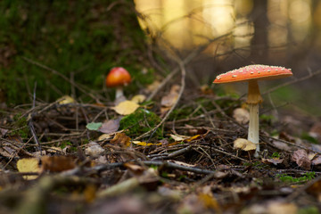 Young and mature fly agaric