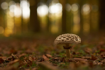 Fungus that camouflages among the leaves of the forest
