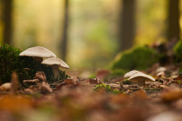 White mushrooms among the leaves fallen to the ground in the forest