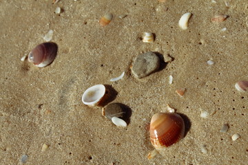 Closeup picture of Mediterranean seashells taken in Israel, Ashkelon.