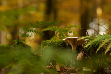  Mushroom in dense vegetation from the forest          