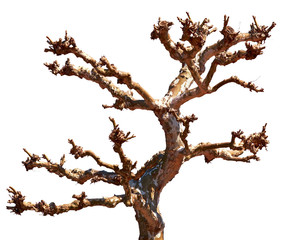 Dead tree