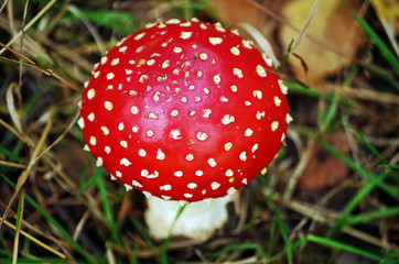 top of a fly agaric