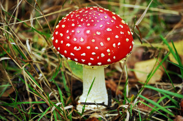top of a fly agaric