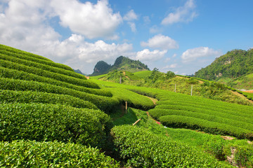 Fototapeta na wymiar Green tea terrace fields in Moc Chau, Northwest of Vietnam 