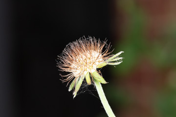 seeds on flower
