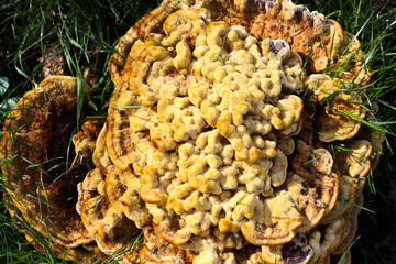 Top view close up of velvet-top fungus or dyer´s polypore (phaelus spadiceus or schweinitzii) in autumn. Fruiting bodies incorporate grass blades - Germany