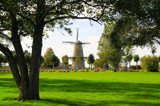 View beyond trees over green meadow with sheep herd on ancient windmill in autumn - Xanten, Germany