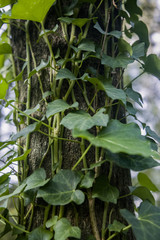 Obraz premium Edera in foglie -Pianta rampicante su tronco d'albero