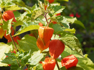 (Physalis alkekengi) Alkékenges ou Coquerets alkékenges au calice rouge orangé sur tiges velues...