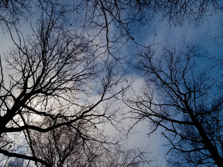trees without leaves against the blue sky, Moscow.