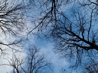 Fototapeta na wymiar trees without leaves against the blue sky, Moscow.