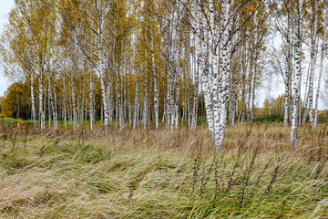 naked birch aspen trees in autumn forest woth some orange leaves left