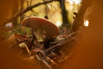 Mushroom photographed through the leaf