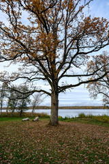 Naklejka premium naked trees in autumn forest woth some orange leaves left