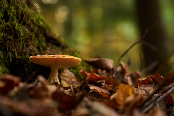 Mushroom in the forest late autumn