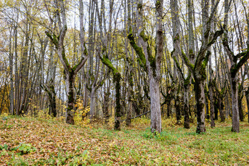 Obraz premium naked trees in autumn forest woth some orange leaves left