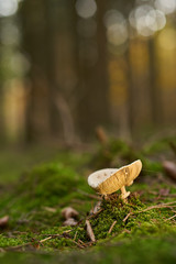 White mushroom in natural light