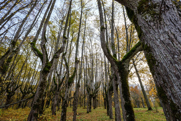 naked trees in autumn forest woth some orange leaves left