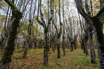 naked trees in autumn forest woth some orange leaves left