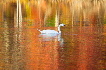 Swan in Autumn Lake with Beautiful Refection Colors