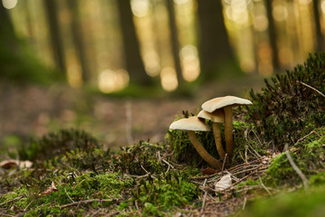 Mushrooms in the fir forest