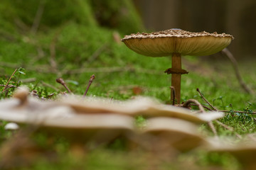 Mushroom in coniferous forest, autumn