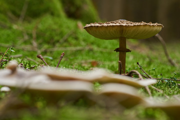 Fight between mushrooms in the forest for light