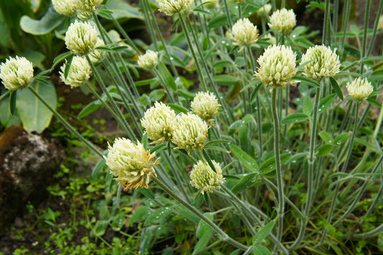 trifolium montanum or mountain carpet clover green plant