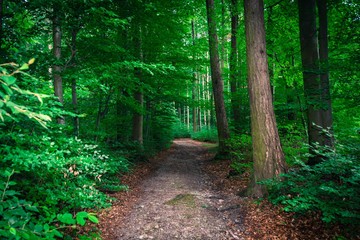 im grünen Wald, Lipperland, NRW