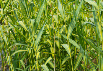 Phragmites australisvariegata reed grass background 
