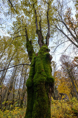 Fototapeta premium naked trees in autumn forest woth some orange leaves left