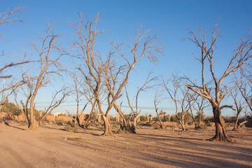 trees died of drought in a dry climate
