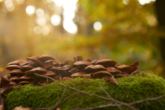 Ringless honey mushrooms isolated on a tree trunk