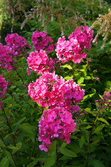 Obraz premium Phlox paniculata windsor red flowers vertcial