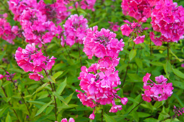 Phlox paniculata bush of  pink flowers