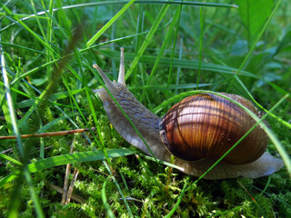 snail on the grass
