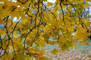 orange autumnal tree leaves on the branches in bushes