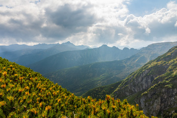 Mountain pine and magical light coming out from behind the clouds