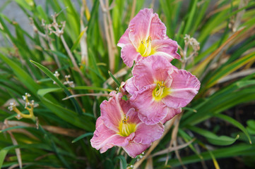 hemerocallis daylily romantic rose pink flowers 