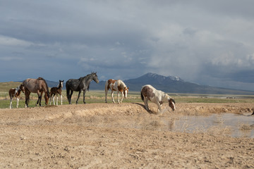 Naklejka na ściany i meble Wild Horses in Spring at a Utah Desert Waterhole