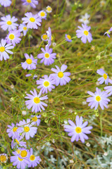 Brachyscome iberidifolia swan river daisy purple flowers