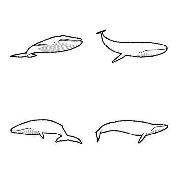 Blue Whale Animal Vector Illustration Hand Drawn Cartoon Art