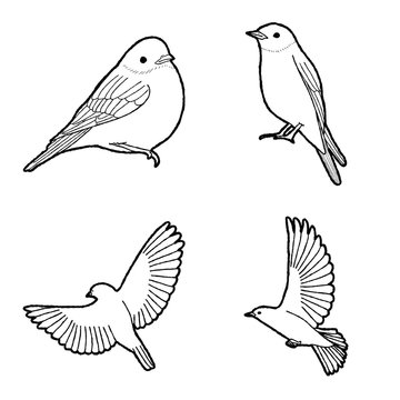 Bluebird Animal Vector Illustration Hand Drawn Cartoon Art