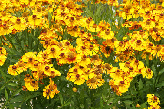 helenium autumnale bressingham gold yellow flowers